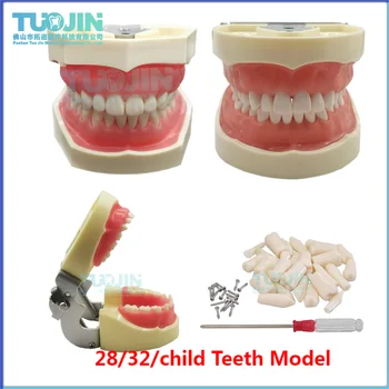 28/32/Gyermek fogászati modell Gyanta fogászati modell képzés Typodont fogak modellje fogtechnikus gyakorlathoz Ínyfogak tanítása